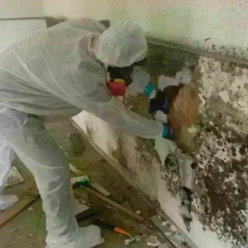 Mold Remediation and Removal in Jamestown, NC